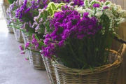 amarantos