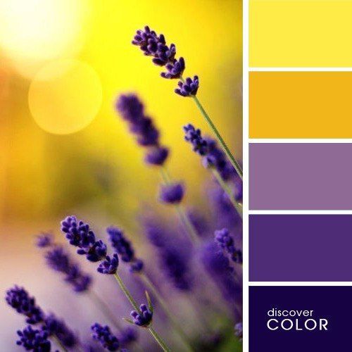yellow-purple-16